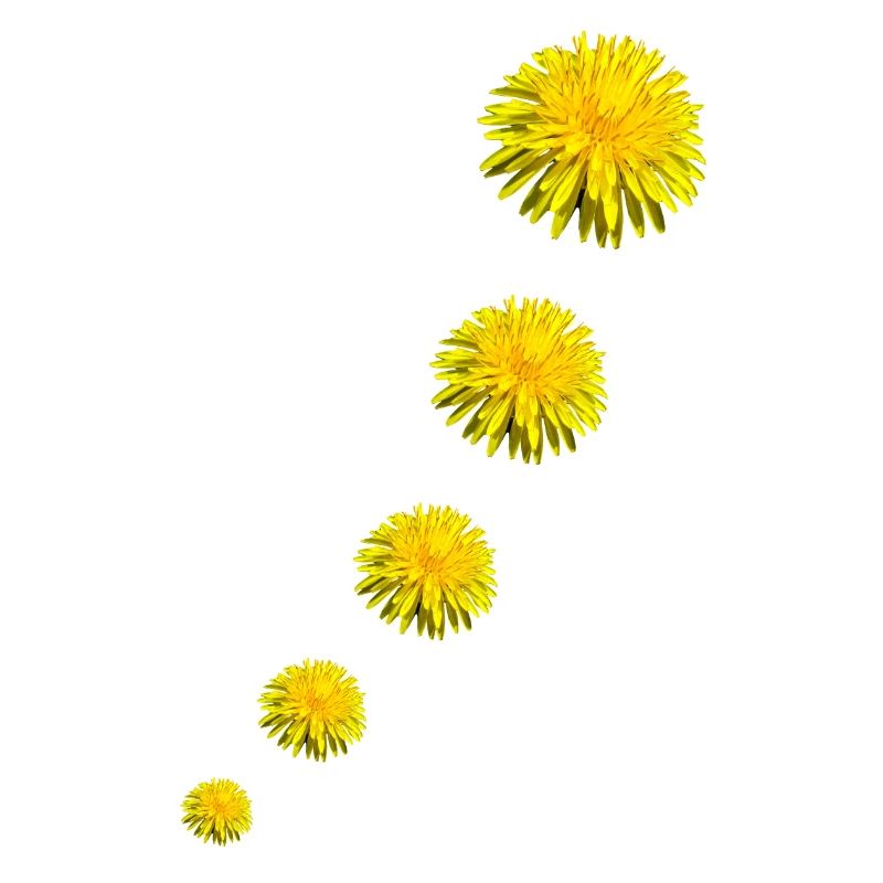 DANDELIONS II