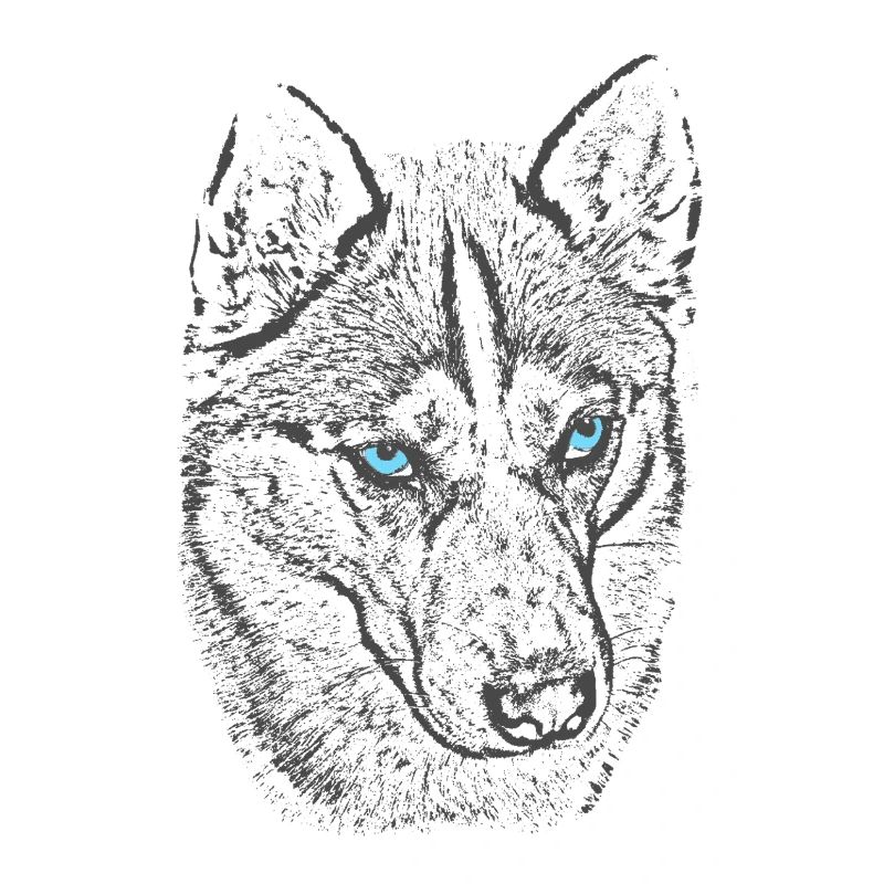 Northern wolf with blue eyes