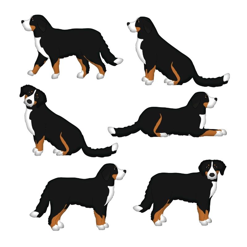 Sélection de Bouvier Bernois