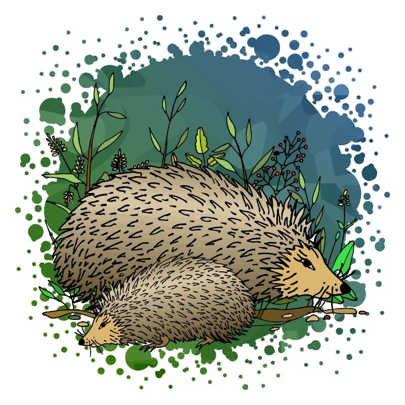 Hedgehogs