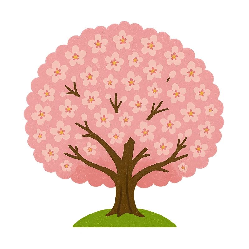 Kirschblüte