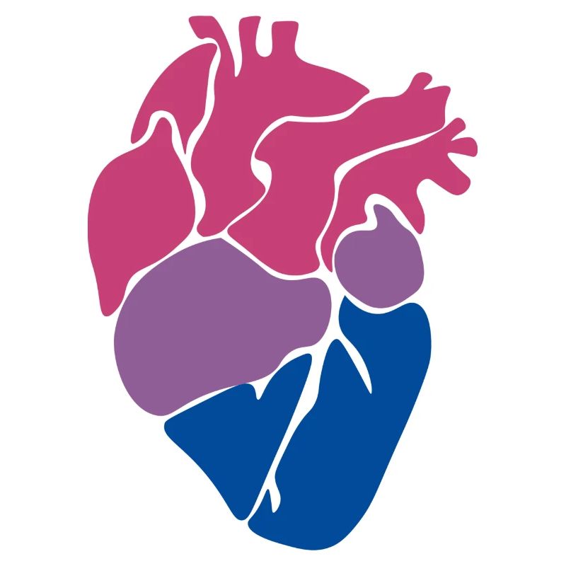 Bisexual heart