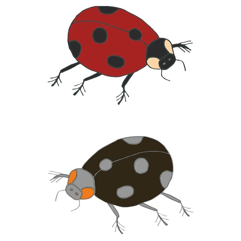 ladybug duo coloré