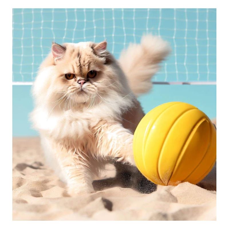 Persian cat Negan plays beach volleyball