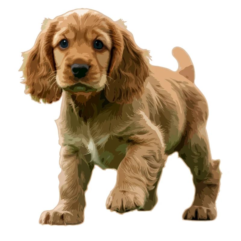 Chiot Cocker Spaniel