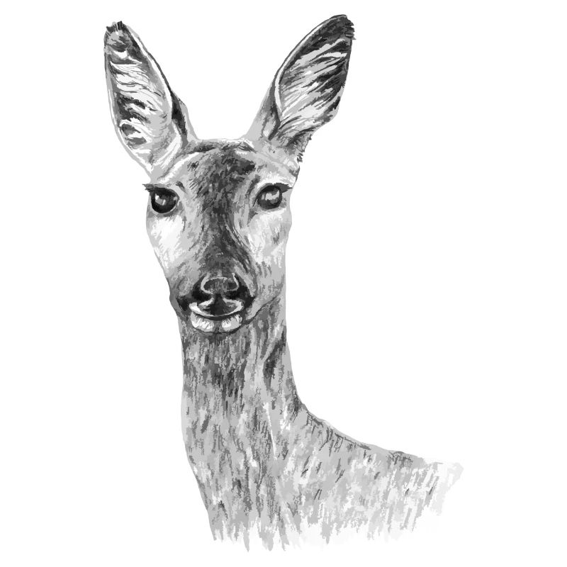 Roe