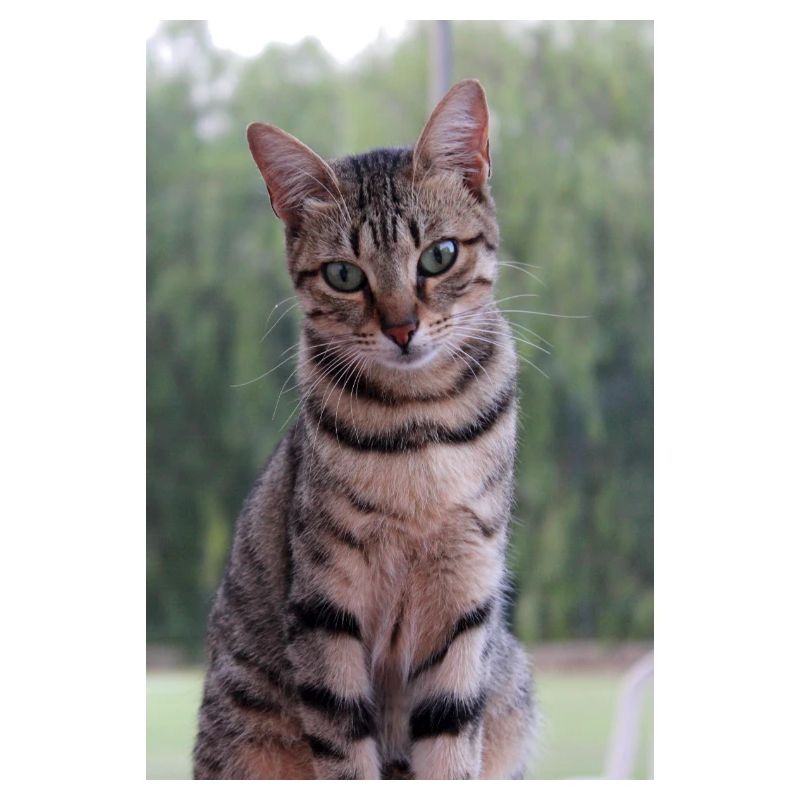 Chat chat chaton doux