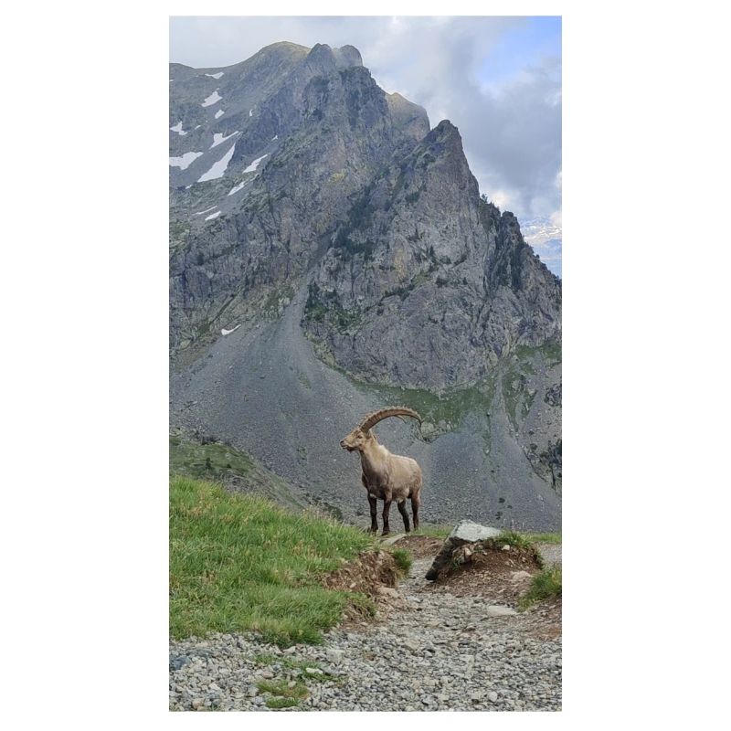 Alpine ibex