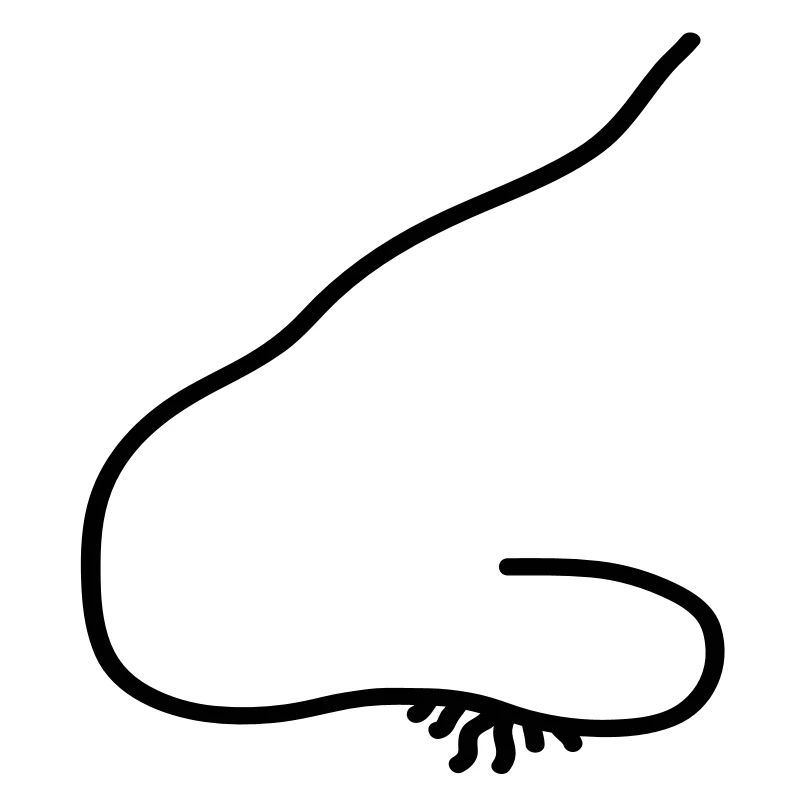 nose