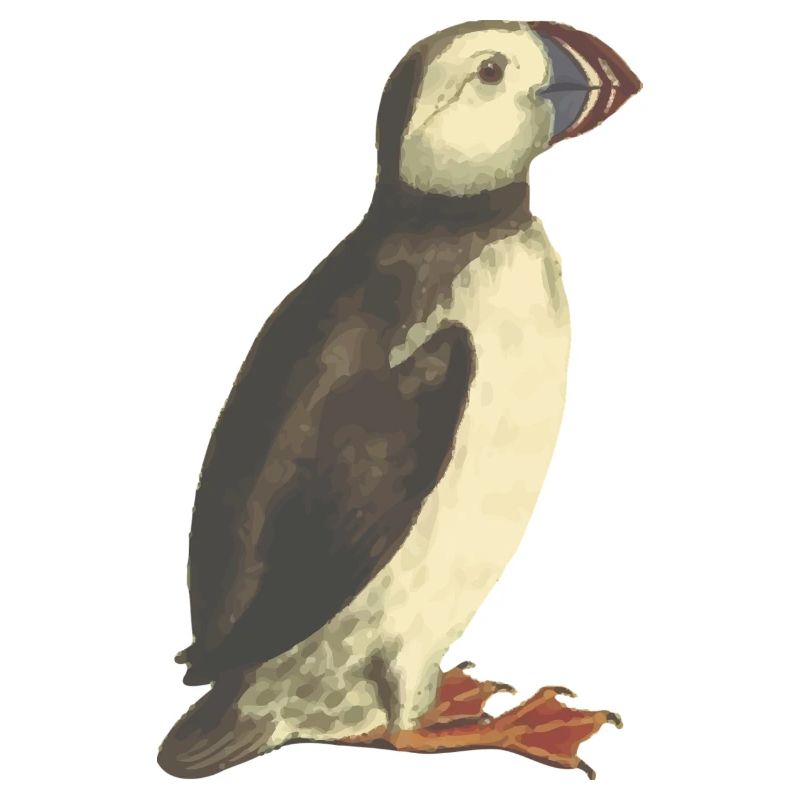 puffin