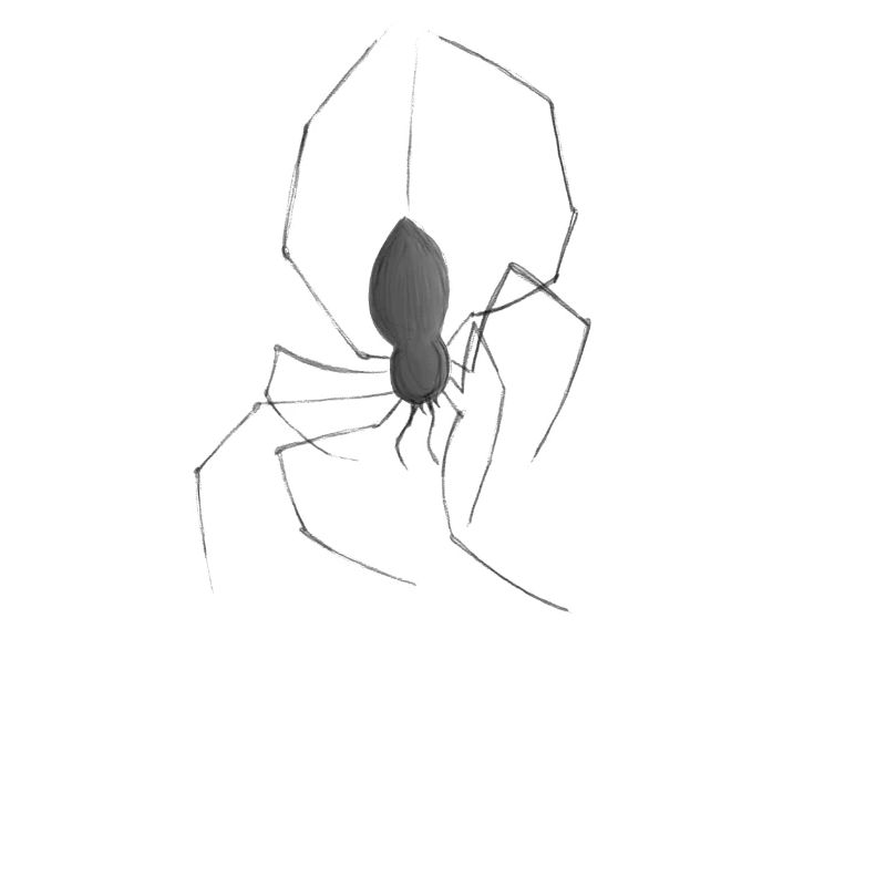 Spinne