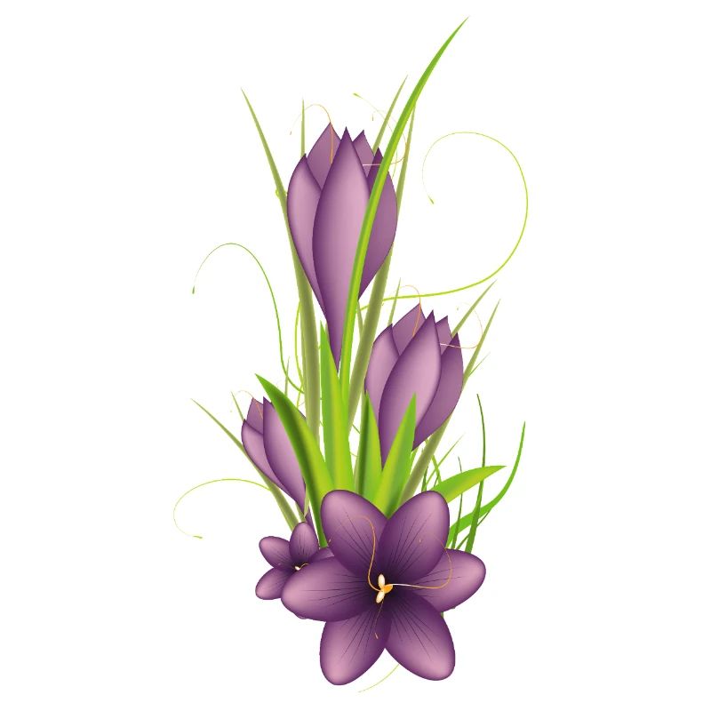 Des crocus violets délicats dans une illustration élégante