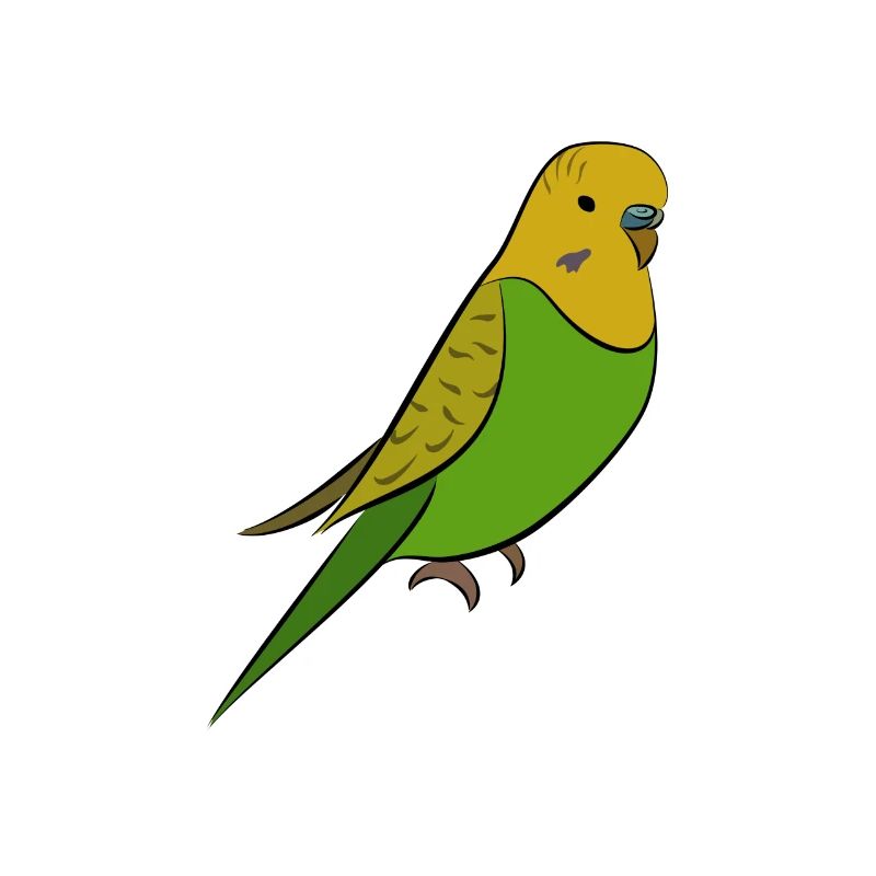 Perruche - perruche jaune vert