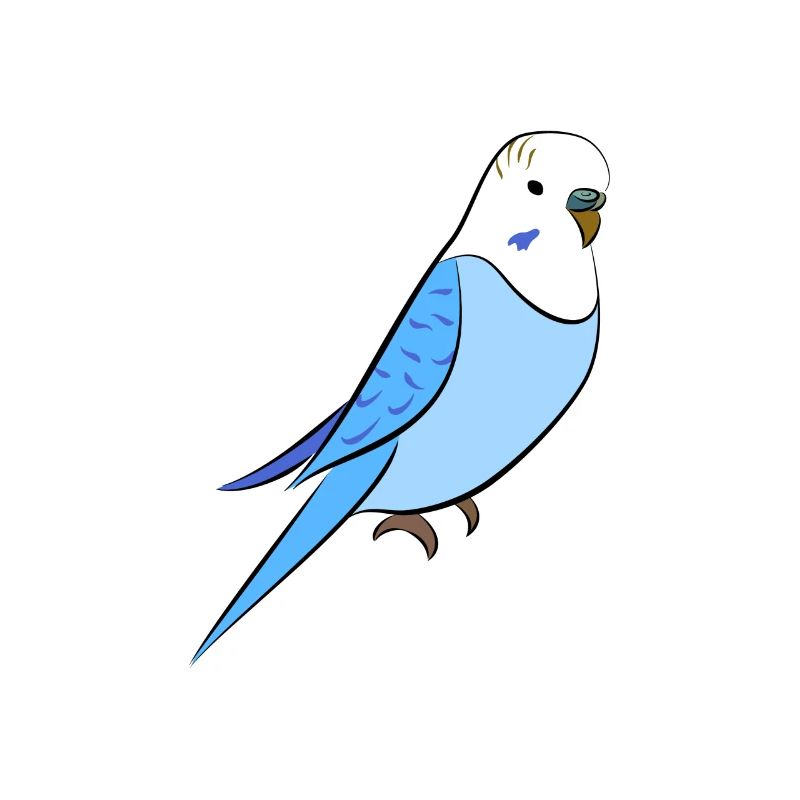 Budgie blue