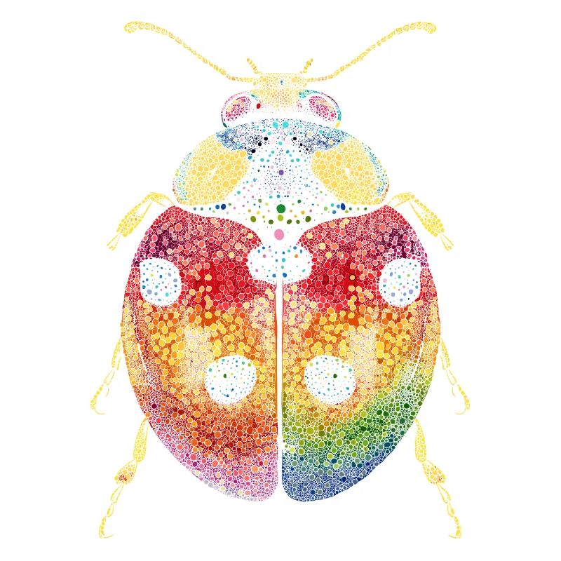 Ladybug Ladybug Insects Colorful Cute Ladybugs