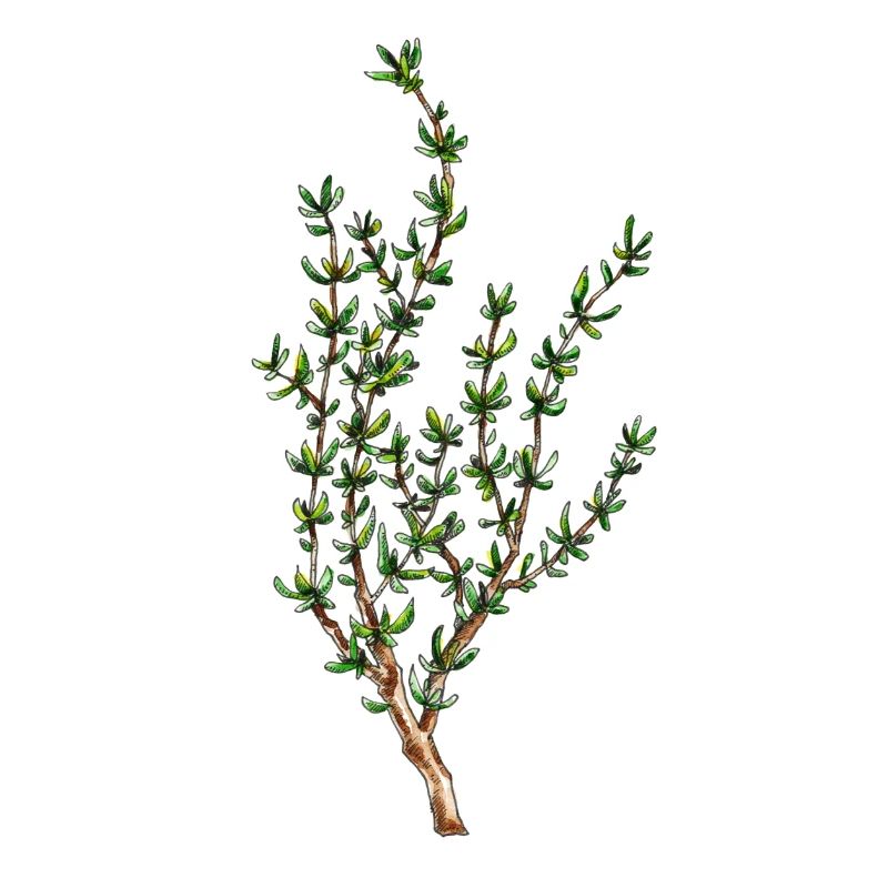 thyme