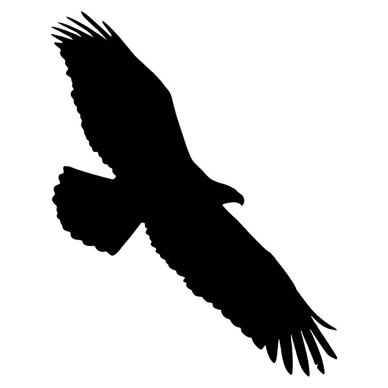 aigle planant dans le ciel