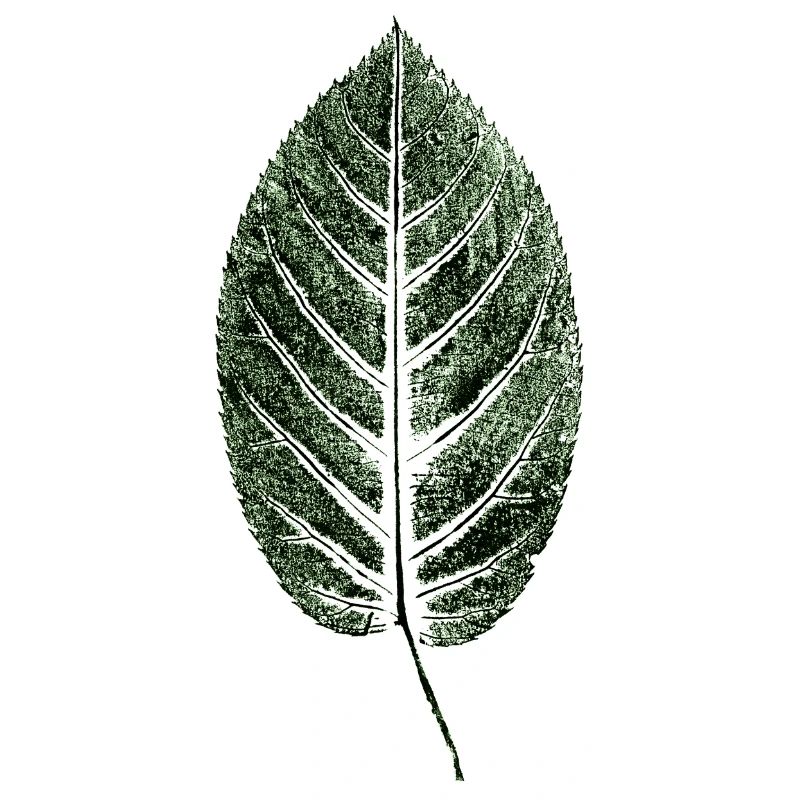 Beech Sheet / Leaf / GREEN
