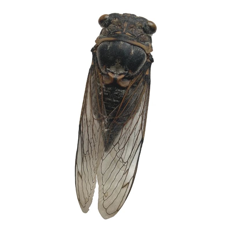 Cicada