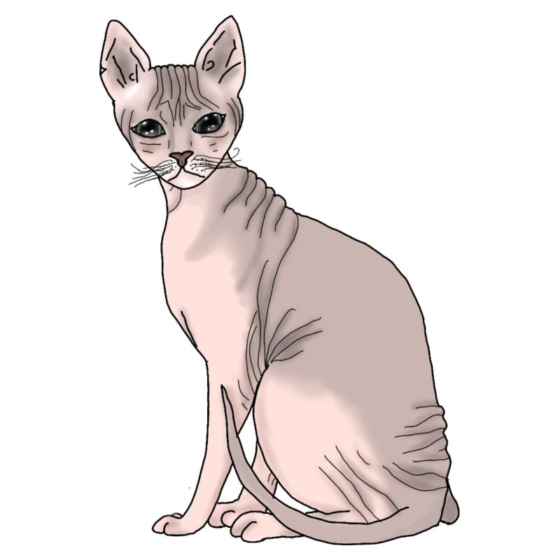 Sphynx
