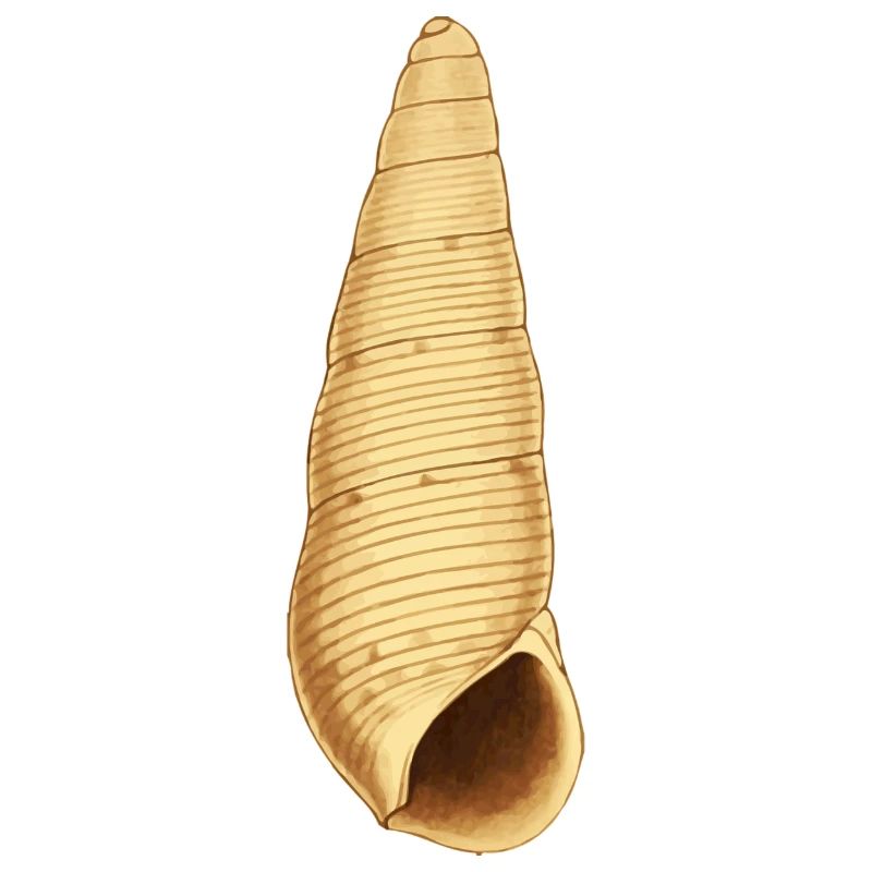Shell Illustration