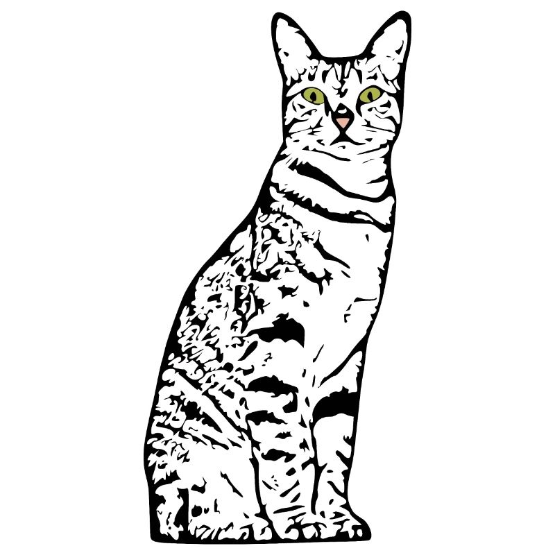 Chat Blanc Blanc Chats Chaton mignon