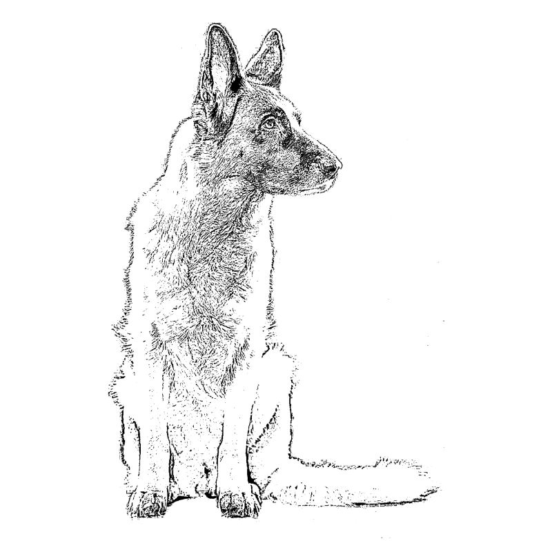 Schäferhund sitzend