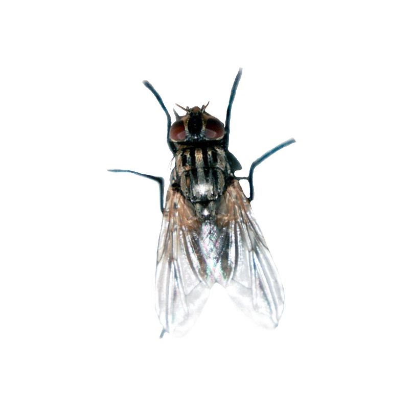 fliege