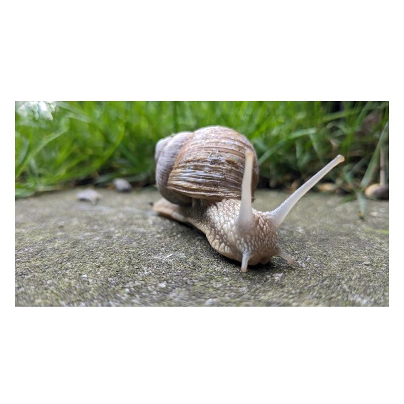 Snails Macro Natural Design