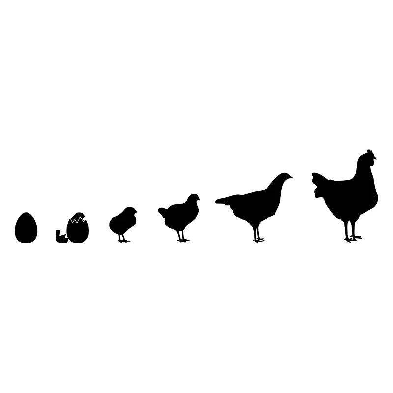 Instantané Famille de poussins, Poulet, Évolution,
