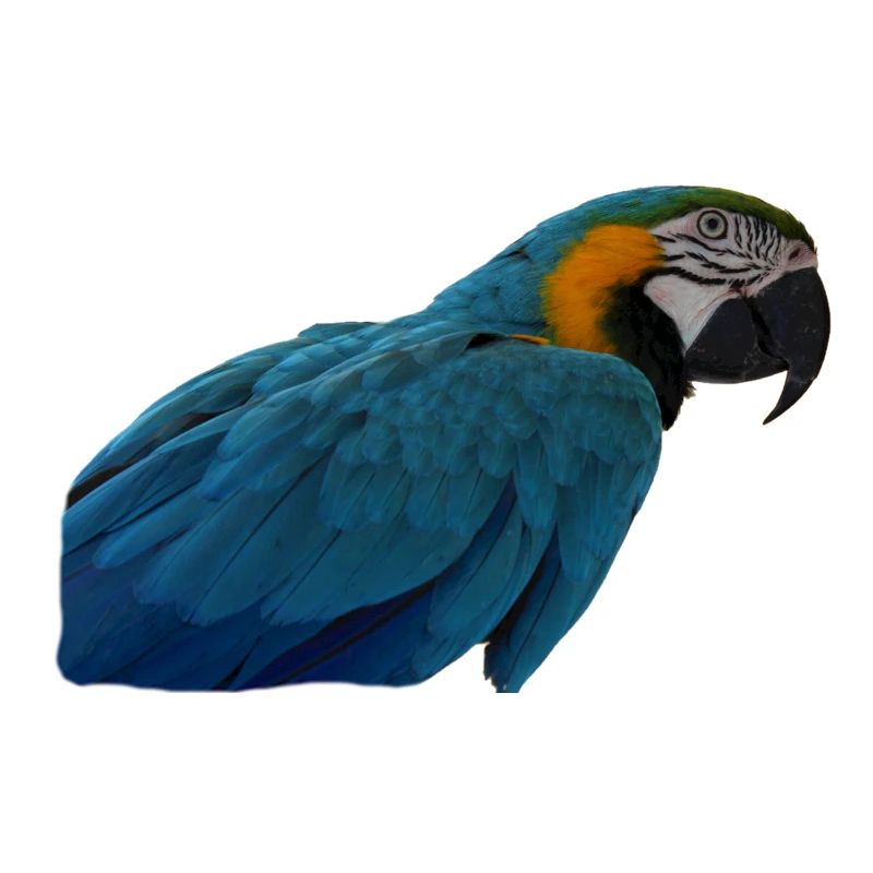 Perroquets oiseau T-shirt cadeau