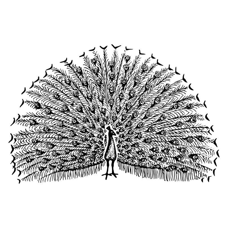 Pfau