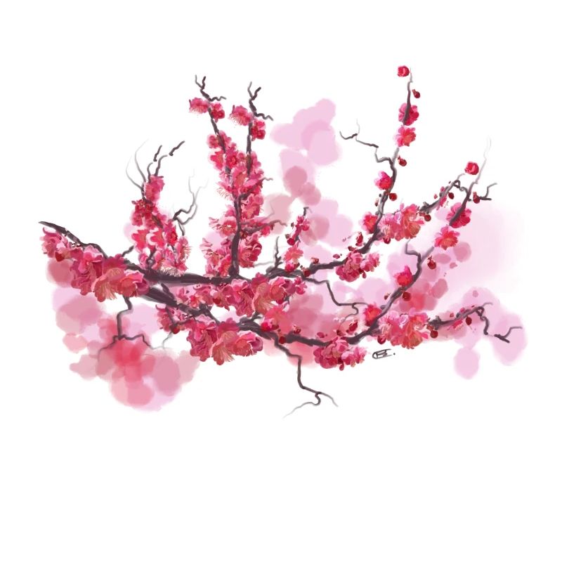 sakura
