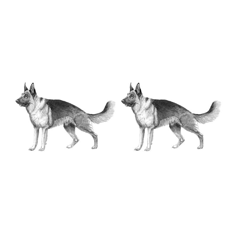 Deutscher Schäferhund Auto