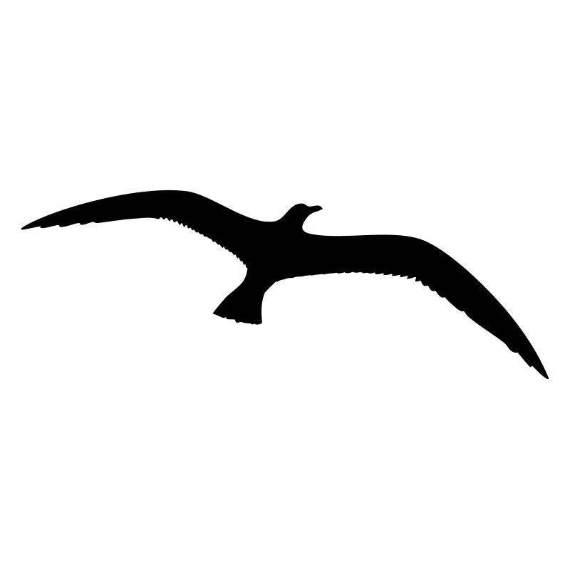 Möwe Vogel fliegt Seevogel Silhouette Umriss schön