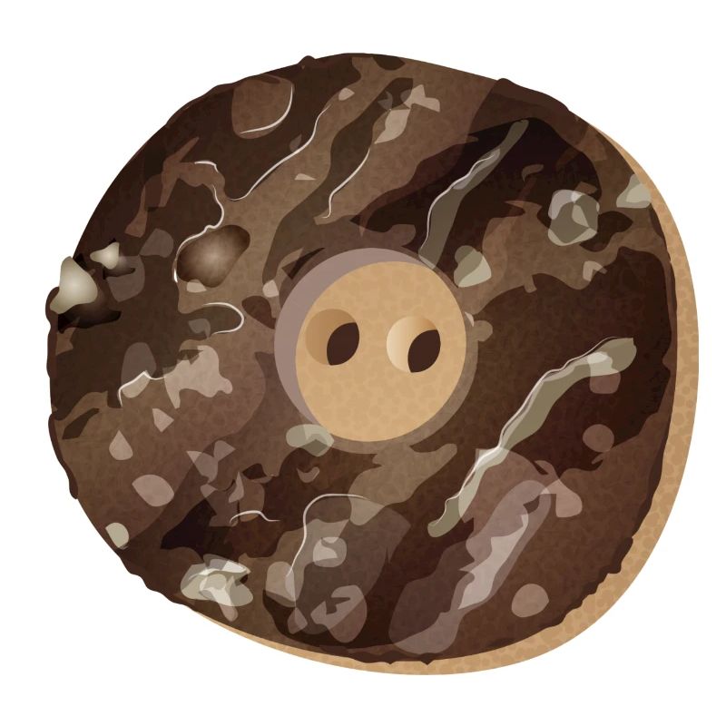 rustic button in staghorn look