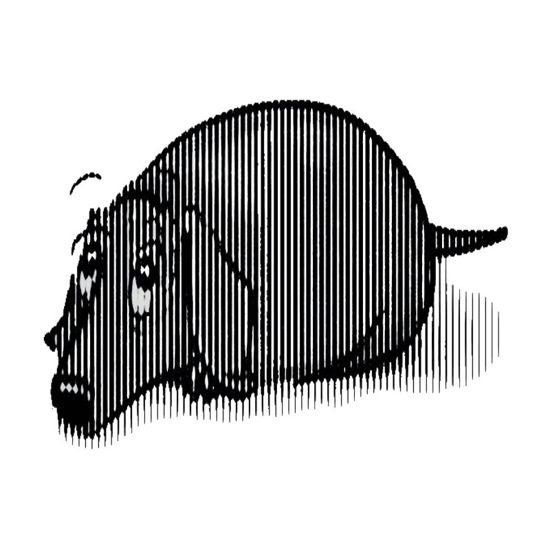 Teckel noir