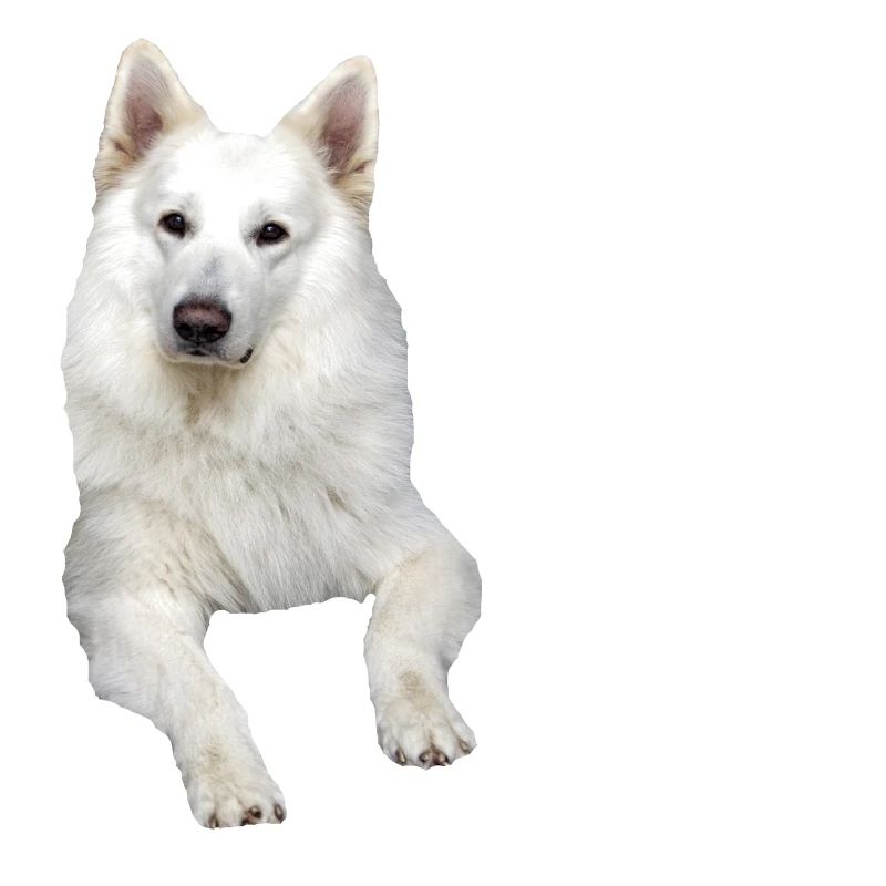 Schäferhund weißer Schäferhund Schweizer Hunde