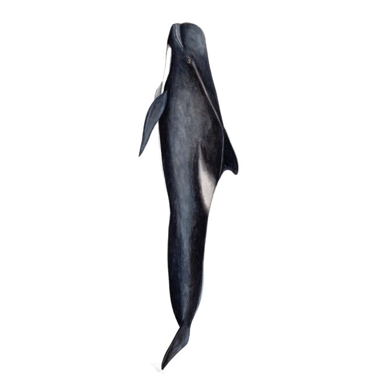 Grindwal - Grindwal - globicéphale noir