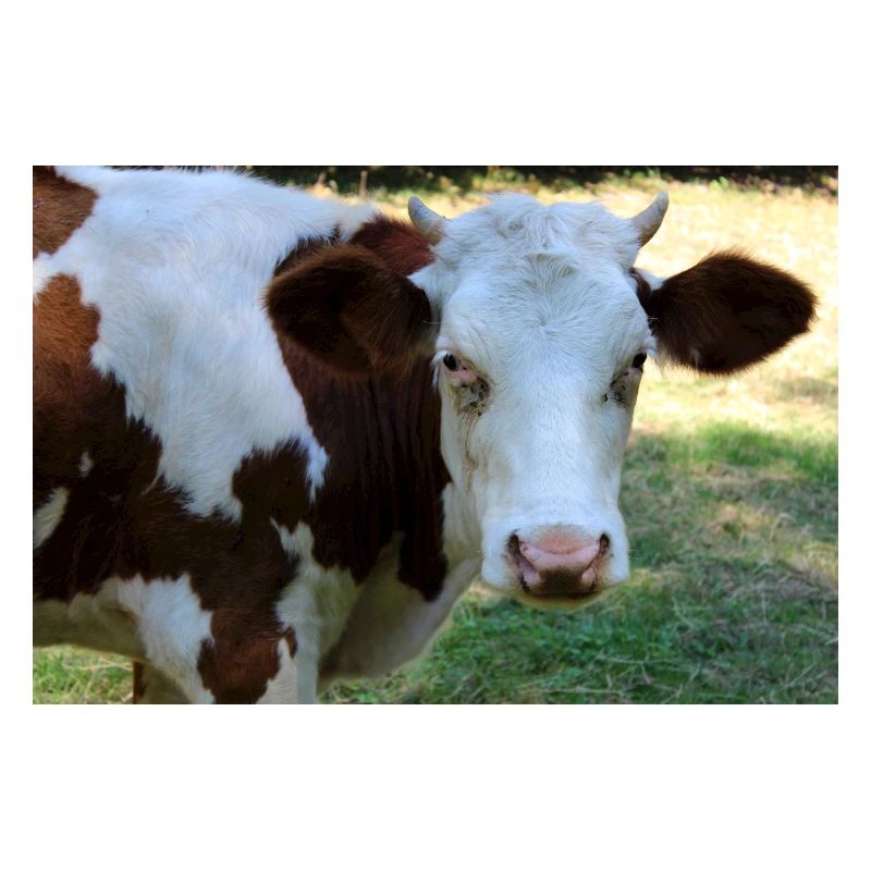 Affiche de vache