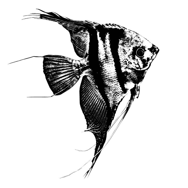 Scalaire / Poisson-ange / Graphique