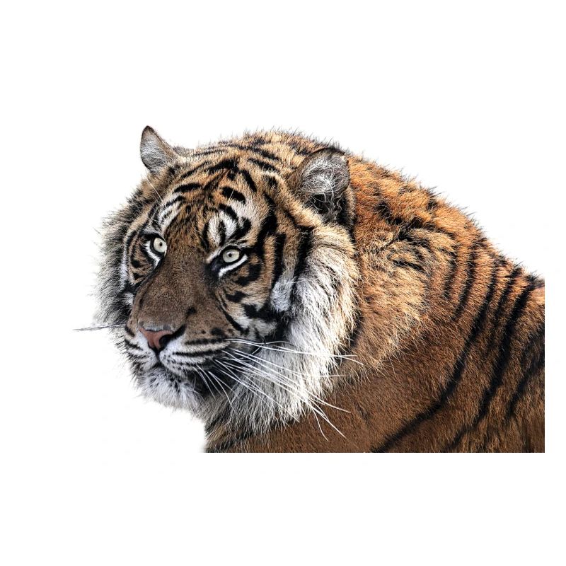 Bengalischer Tiger