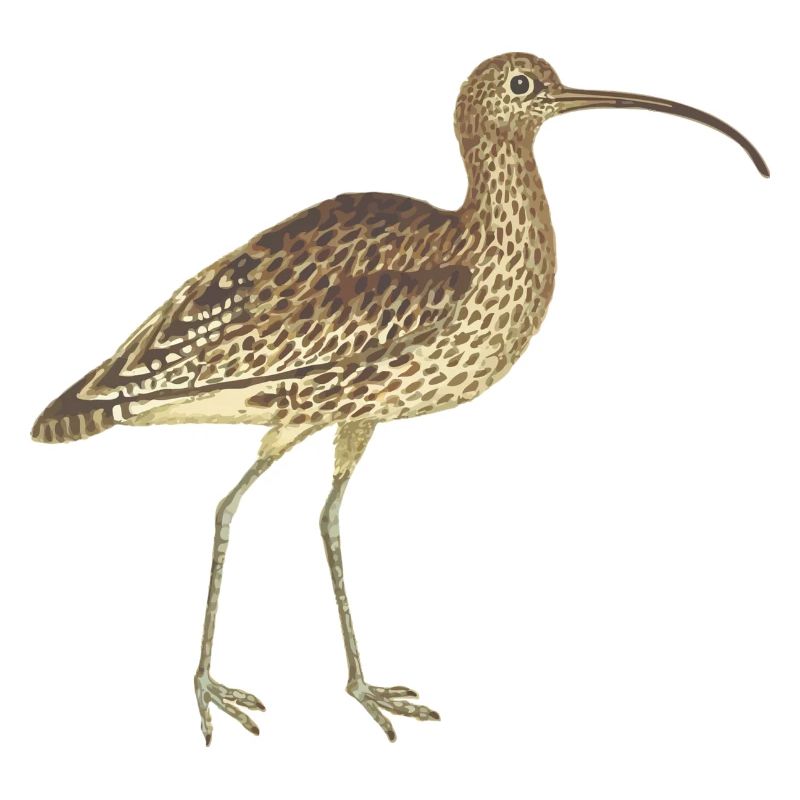 Vogel