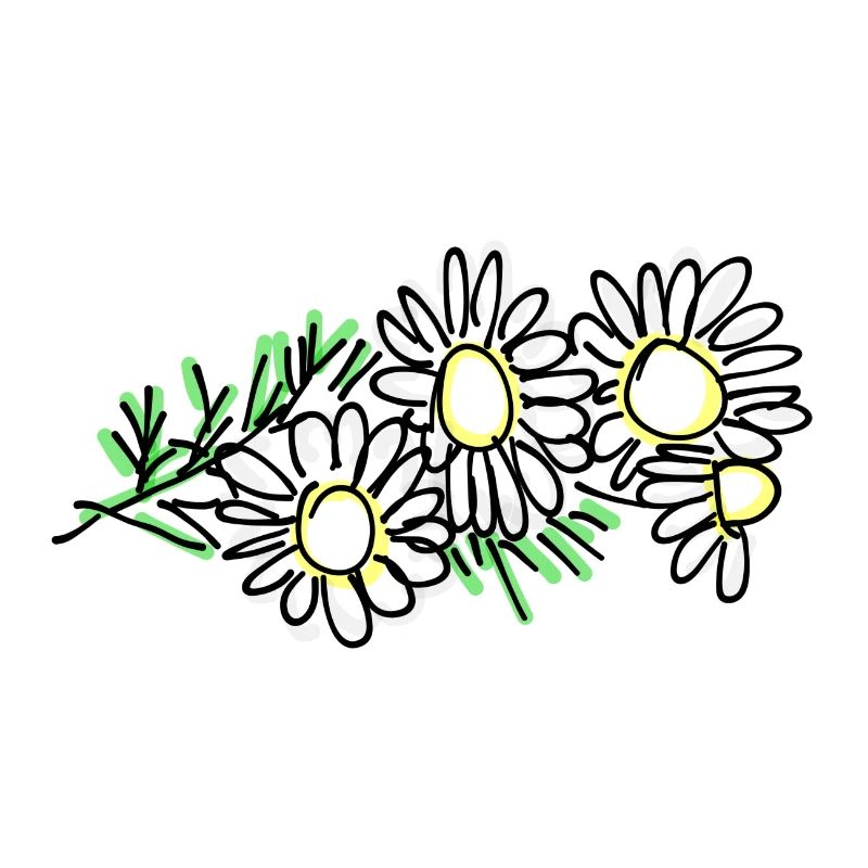 camomille