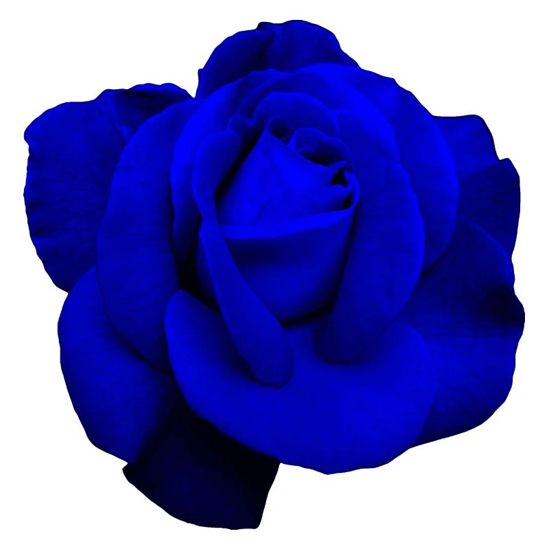 Blaue Rose