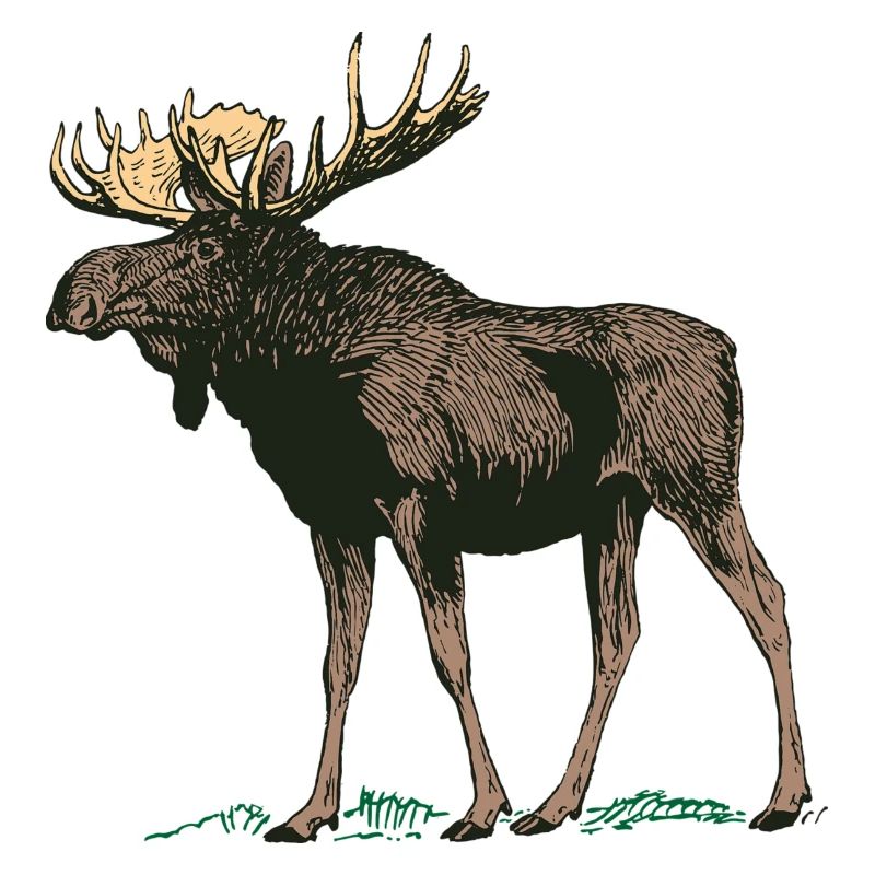 Moose Gewei