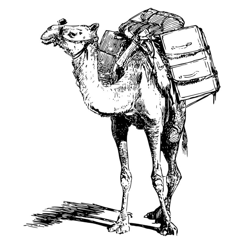 camel