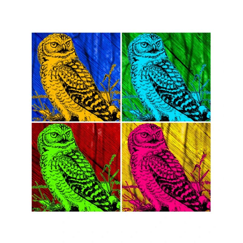 owl