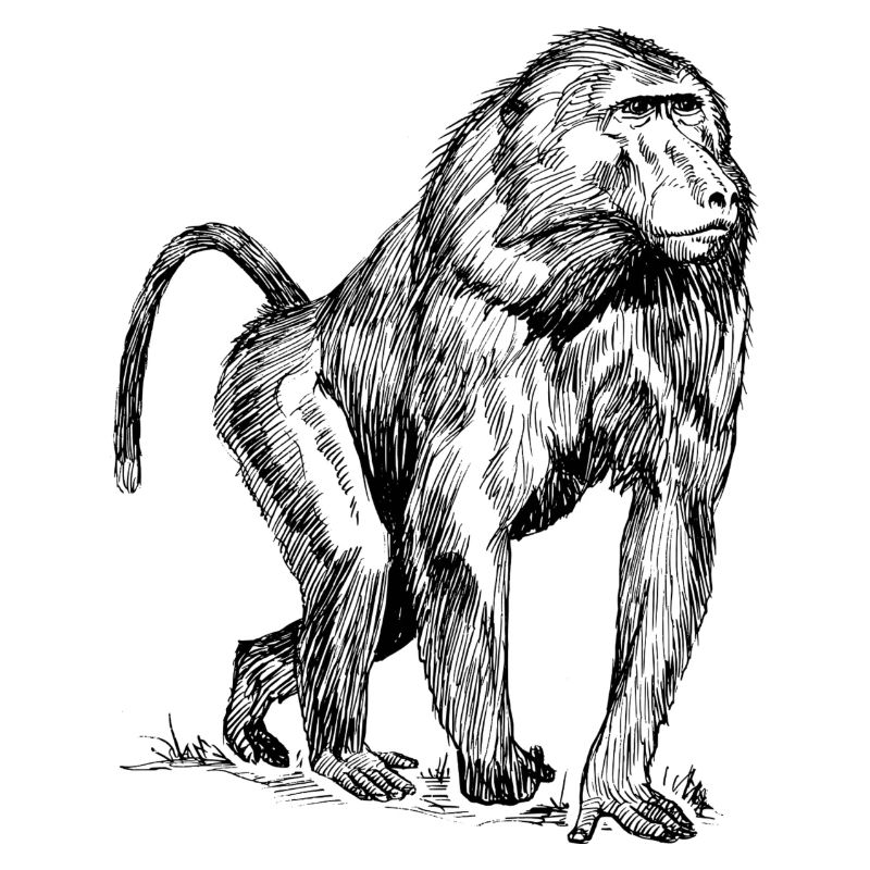Monkey baboon
