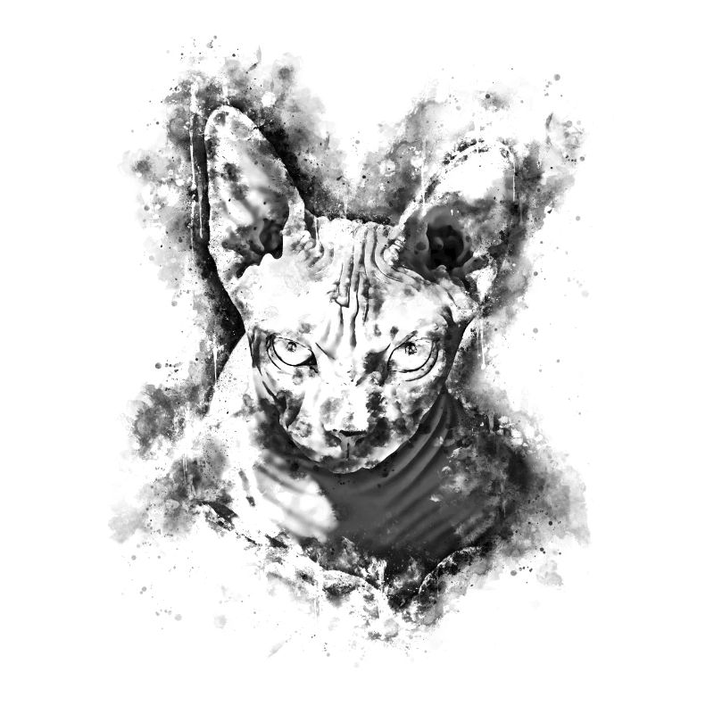 gxp sphynx chat de la hoelle couleur d’eau blanc